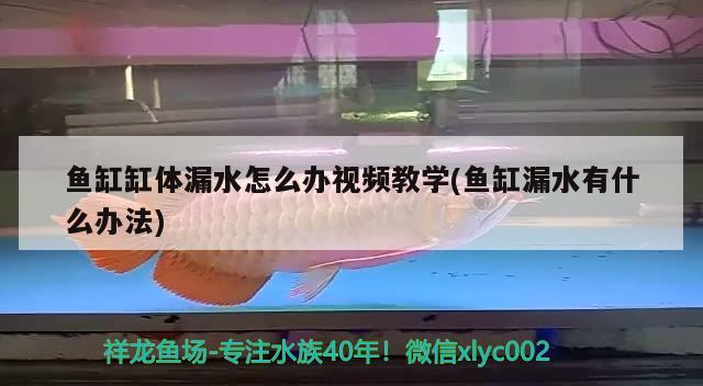 魚缸缸體漏水怎么辦視頻教學(xué)(魚缸漏水有什么辦法) 觀賞蝦蟹等飼料