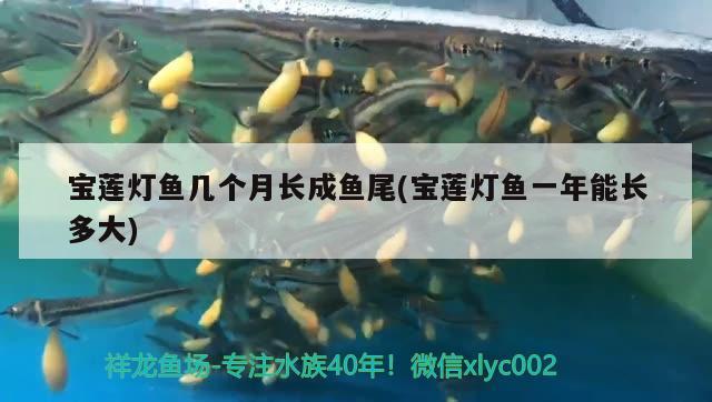 寶蓮燈魚幾個(gè)月長成魚尾(寶蓮燈魚一年能長多大)