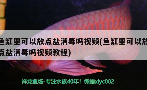 魚缸里可以放點(diǎn)鹽消毒嗎視頻(魚缸里可以放點(diǎn)鹽消毒嗎視頻教程)