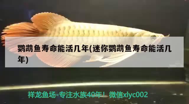 鸚鵡魚壽命能活幾年(迷你鸚鵡魚壽命能活幾年) 鸚鵡魚