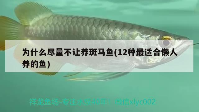 為什么盡量不讓養(yǎng)斑馬魚(12種最適合懶人養(yǎng)的魚)