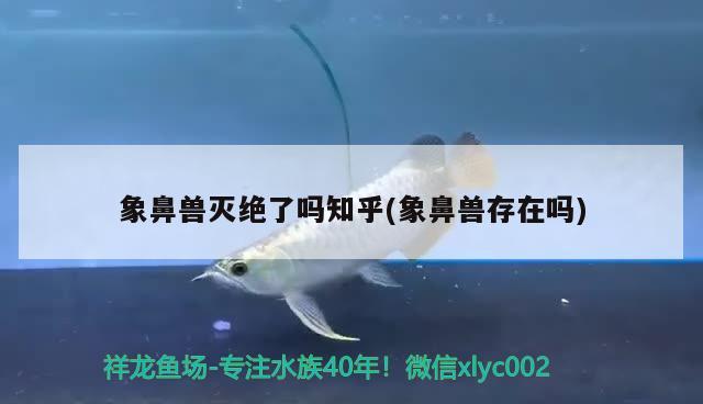 象鼻獸滅絕了嗎知乎(象鼻獸存在嗎) 觀賞魚