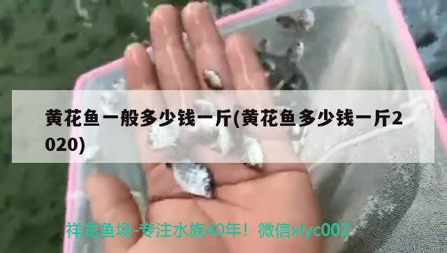 黃花魚一般多少錢一斤(黃花魚多少錢一斤2020)