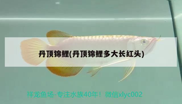 丹頂錦鯉(丹頂錦鯉多大長紅頭) 丹頂錦鯉魚