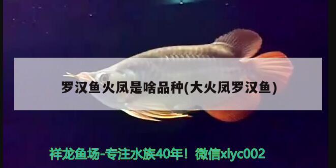 羅漢魚火鳳是啥品種(大火鳳羅漢魚)