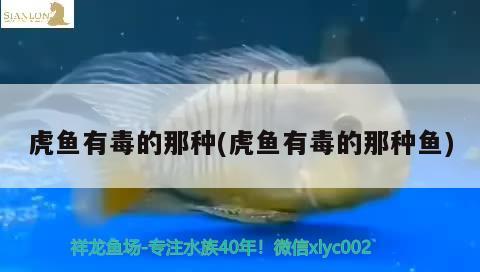 虎魚有毒的那種(虎魚有毒的那種魚)