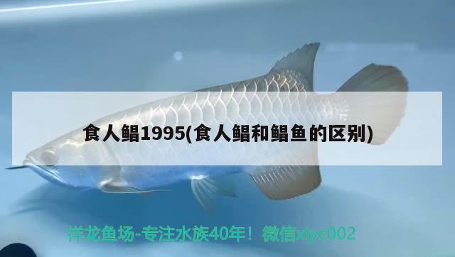 食人鯧1995(食人鯧和鯧魚(yú)的區(qū)別)