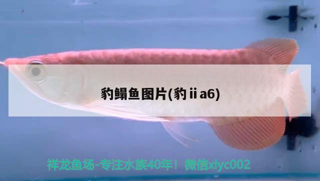 豹鰨魚圖片(豹ⅱa6) 觀賞魚 第2張