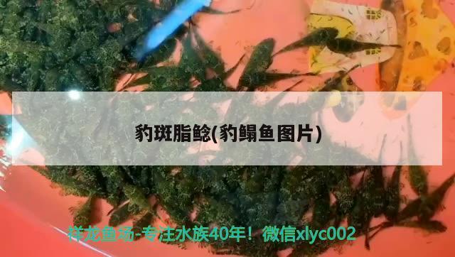 豹斑脂鯰(豹鰨魚圖片) 觀賞魚 第1張