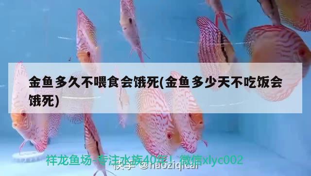 金魚多久不喂食會餓死(金魚多少天不吃飯會餓死)