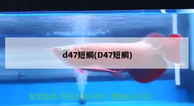 d47短鯛(D47短鯛) 觀賞魚