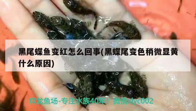 黑尾蝶魚變紅怎么回事(黑蝶尾變色稍微顯黃什么原因)