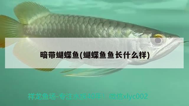 暗帶蝴蝶魚(yú)(蝴蝶魚(yú)魚(yú)長(zhǎng)什么樣)