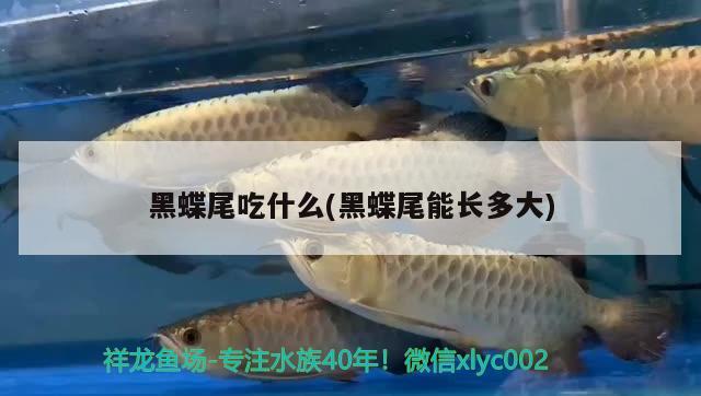 黑蝶尾吃什么(黑蝶尾能長多大) 觀賞魚