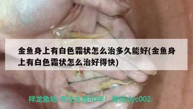 金魚身上有白色霜狀怎么治多久能好(金魚身上有白色霜狀怎么治好得快)