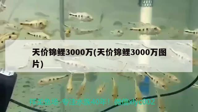 天價(jià)錦鯉3000萬(wàn)(天價(jià)錦鯉3000萬(wàn)圖片)