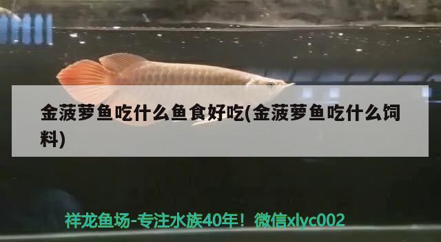 金菠蘿魚(yú)吃什么魚(yú)食好吃(金菠蘿魚(yú)吃什么飼料) 觀賞魚(yú)