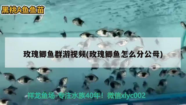 玫瑰鯽魚群游視頻(玫瑰鯽魚怎么分公母)