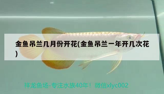 金魚吊蘭幾月份開花(金魚吊蘭一年開幾次花) 觀賞魚