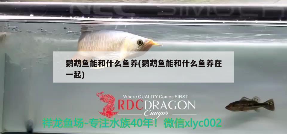 鸚鵡魚(yú)能和什么魚(yú)養(yǎng)(鸚鵡魚(yú)能和什么魚(yú)養(yǎng)在一起) 鸚鵡魚(yú)