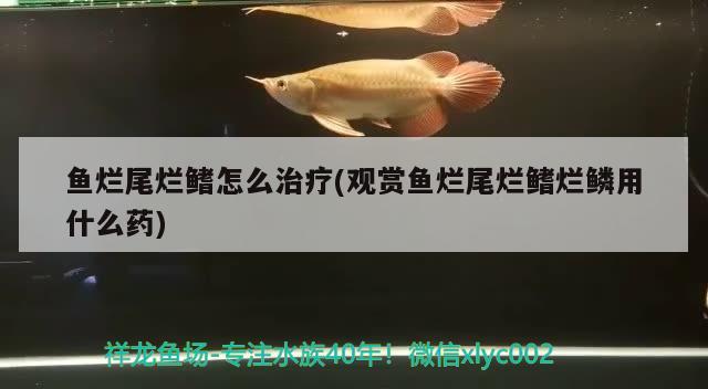 魚爛尾爛鰭怎么治療(觀賞魚爛尾爛鰭爛鱗用什么藥) 觀賞魚