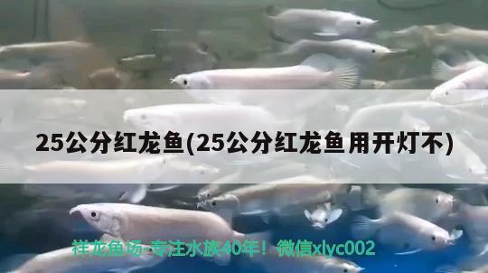 25公分紅龍魚(25公分紅龍魚用開燈不)