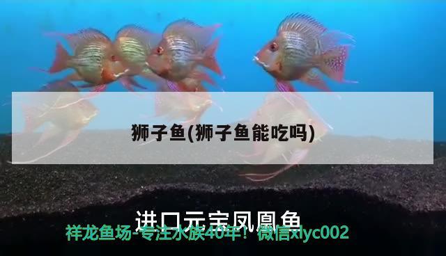 獅子魚(獅子魚能吃嗎)