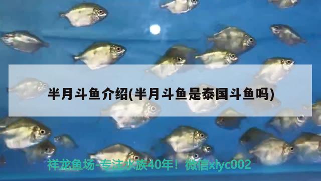 半月斗魚(yú)介紹(半月斗魚(yú)是泰國(guó)斗魚(yú)嗎)