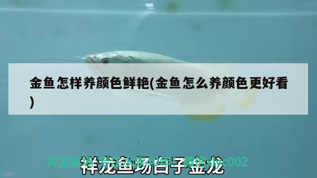 金魚怎樣養(yǎng)顏色鮮艷(金魚怎么養(yǎng)顏色更好看) 觀賞魚