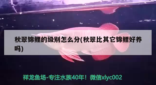 秋翠錦鯉的級(jí)別怎么分(秋翠比其它錦鯉好養(yǎng)嗎) 觀賞魚(yú)