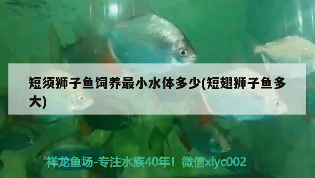 短須獅子魚飼養(yǎng)最小水體多少(短翅獅子魚多大)