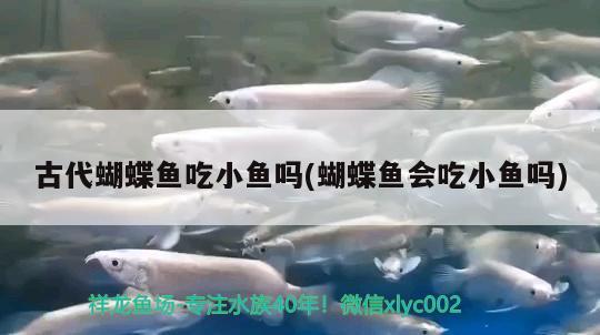 古代蝴蝶魚吃小魚嗎(蝴蝶魚會(huì)吃小魚嗎) 蝴蝶鯉