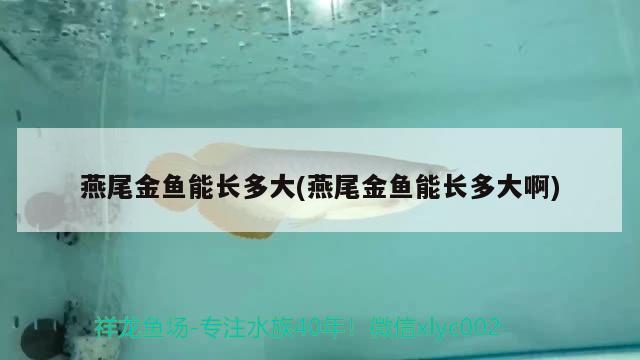 燕尾金魚能長多大(燕尾金魚能長多大啊)