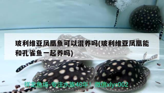 玻利維亞鳳凰魚可以混養(yǎng)嗎(玻利維亞鳳凰能和孔雀魚一起養(yǎng)嗎)