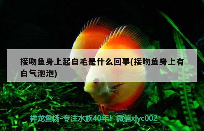 接吻魚身上起白毛是什么回事(接吻魚身上有白氣泡泡)