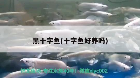 黑十字魚(yú)(十字魚(yú)好養(yǎng)嗎) 觀賞魚(yú)