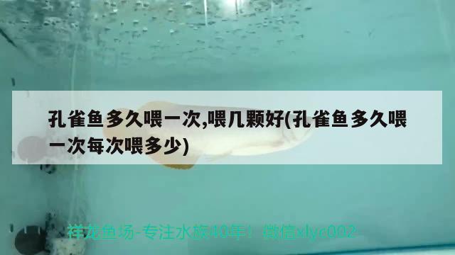 孔雀魚多久喂一次,喂幾顆好(孔雀魚多久喂一次每次喂多少) 觀賞魚 第2張