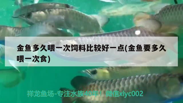 金魚多久喂一次飼料比較好一點(diǎn)(金魚要多久喂一次食)