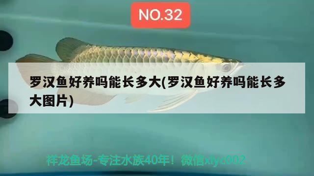 羅漢魚好養(yǎng)嗎能長多大(羅漢魚好養(yǎng)嗎能長多大圖片) 羅漢魚