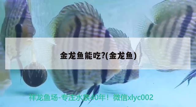 金龍魚能吃?(金龍魚) 觀賞魚