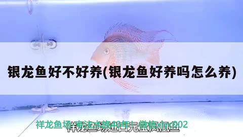 銀龍魚好不好養(yǎng)(銀龍魚好養(yǎng)嗎怎么養(yǎng)) 銀龍魚百科