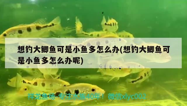 想釣大鯽魚可是小魚多怎么辦(想釣大鯽魚可是小魚多怎么辦呢) 垂釣樂園