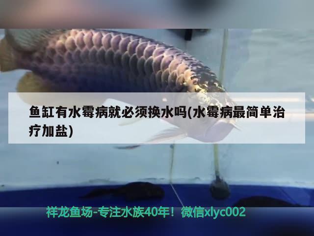 魚缸有水霉病就必須換水嗎(水霉病最簡單治療加鹽)