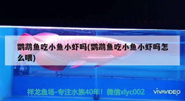 鸚鵡魚吃小魚小蝦嗎(鸚鵡魚吃小魚小蝦嗎怎么喂)