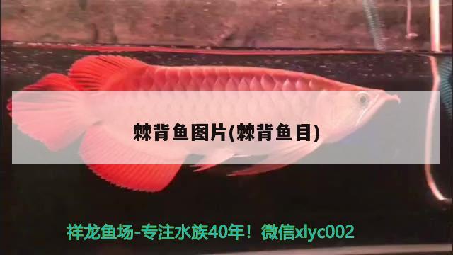 棘背魚圖片(棘背魚目)