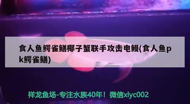 食人魚鱷雀鱔椰子蟹聯(lián)手攻擊電鰻(食人魚pk鱷雀鱔) 食人魚（水虎）