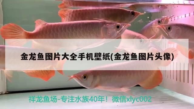 金龍魚圖片大全手機(jī)壁紙(金龍魚圖片頭像) 觀賞魚