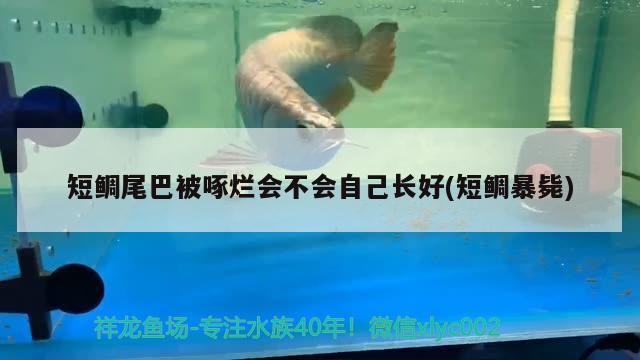 短鯛尾巴被啄爛會不會自己長好(短鯛暴斃) 觀賞魚