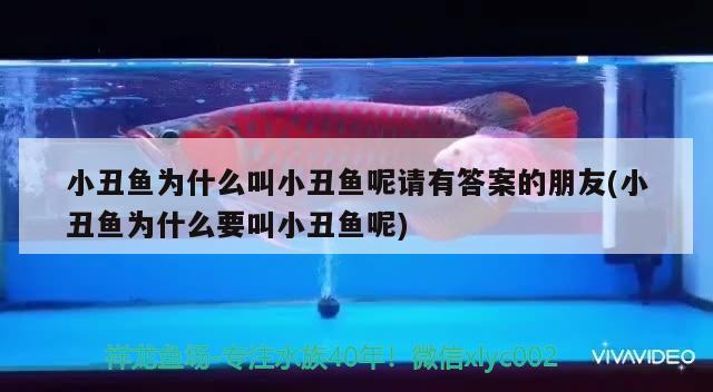 小丑魚(yú)為什么叫小丑魚(yú)呢請(qǐng)有答案的朋友(小丑魚(yú)為什么要叫小丑魚(yú)呢) 海水魚(yú)