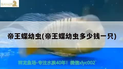 帝王蝶幼蟲(帝王蝶幼蟲多少錢一只) 觀賞魚